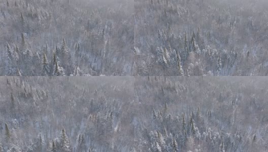 在冬天暴风雪后，加拿大魁北克省的北方自然森林的4K航拍视频视图高清在线视频素材下载