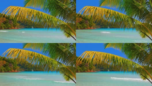 棕榈枝和遥远的岛屿高清在线视频素材下载