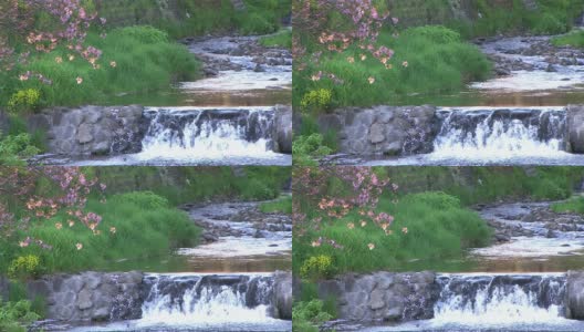 高清:夕阳下的小溪和盛开的樱花(视频)高清在线视频素材下载