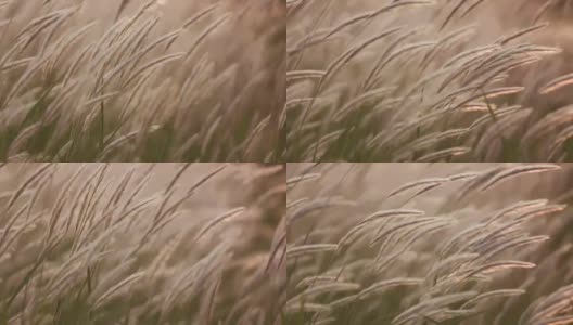 白色的花朵草高清在线视频素材下载