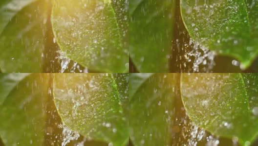 在夏季大雨中蜡状的叶子高清在线视频素材下载