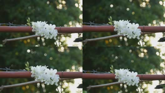 花园里的白色兰花高清在线视频素材下载