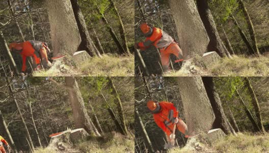 HD:伐木工砍伐一棵树高清在线视频素材下载