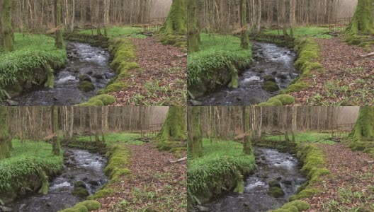 苏格兰乡村林地中湍急的小溪高清在线视频素材下载