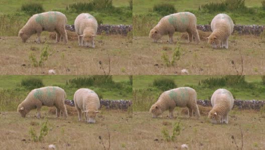 两只羊在安静地吃草高清在线视频素材下载