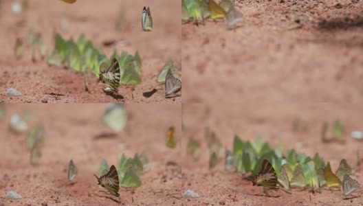 照片上的蝴蝶正在吮吸这片盐碱地高清在线视频素材下载