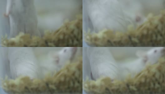 小白鼠在实验室的笼子里生长高清在线视频素材下载