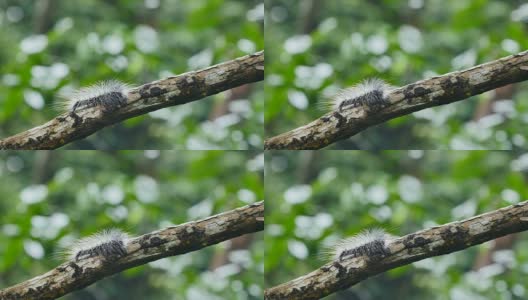 泰国森林树枝上的毛毛虫。高清在线视频素材下载