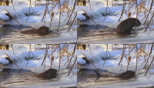 立陶宛，在寒冷晴朗的冬天吃海狸树枝高清在线视频素材下载