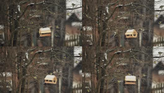 一群山雀，蓝山雀，在深秋和冬天到达，从挂在树上的漂亮的木制喂食器中吃食物。帮助大自然，喂鸟，看越冬鸟高清在线视频素材下载