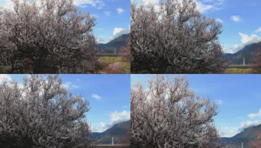 西藏林芝地区，桃花盛开。高清在线视频素材下载