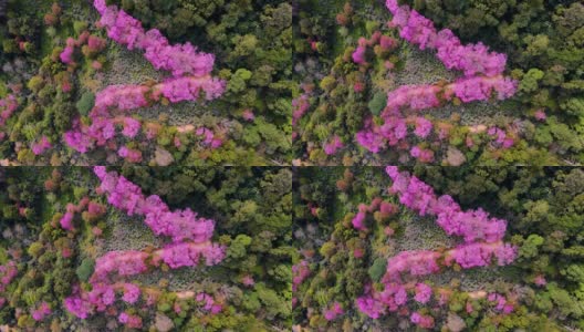 在泰国清迈，鸟瞰山上粉红色的樱花树高清在线视频素材下载