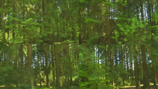 德国混合森林跟踪镜头高清在线视频素材下载