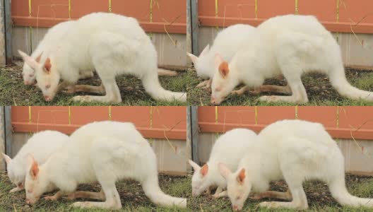 白色的小袋鼠高清在线视频素材下载