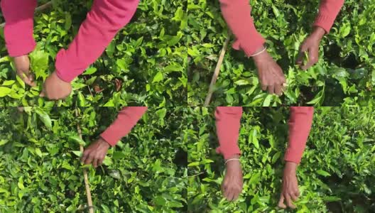 斯里兰卡的妇女在采茶高清在线视频素材下载
