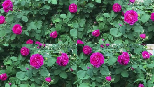 盛开的玫瑰-在灌木上拍摄花高清在线视频素材下载