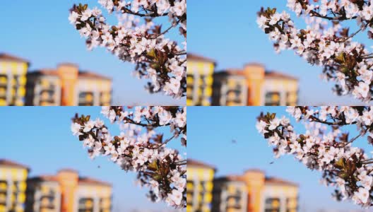 樱花在这个城市盛开高清在线视频素材下载