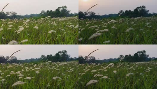 夕阳落在草花田里，时光流逝高清在线视频素材下载