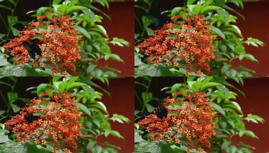 鲜艳的蝴蝶在红色的花朵上。高清在线视频素材下载
