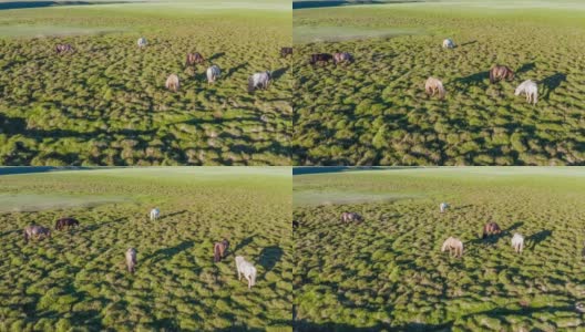 在绿色牧场上吃草的马高清在线视频素材下载