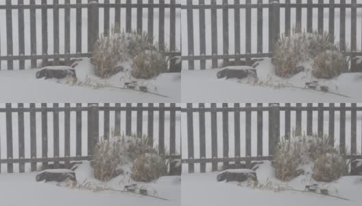 雪重重地落在木栅栏旁的树丛上高清在线视频素材下载