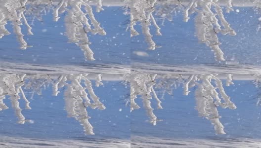 雪和霜覆盖在阳光下的树枝，关闭。冬天的风景。高清在线视频素材下载