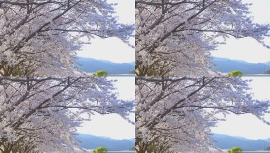 成排的樱花树盛开，在春天的夕阳下，日本传统的风景高清在线视频素材下载