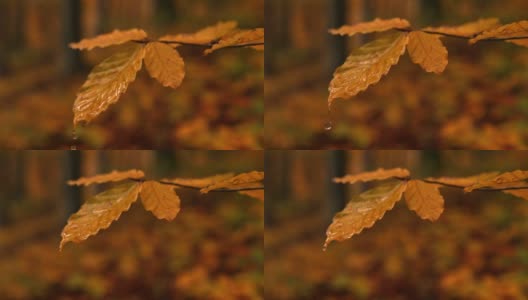 水滴落在色彩斑斓的秋叶上高清在线视频素材下载