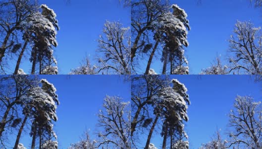 森林里高大的树木在被白雪覆盖的蓝天上勾勒出轮廓高清在线视频素材下载