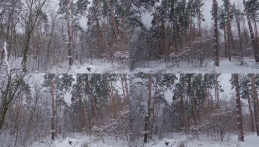 冬季松树和落叶林的剖面，在降雪、淘金期间高清在线视频素材下载