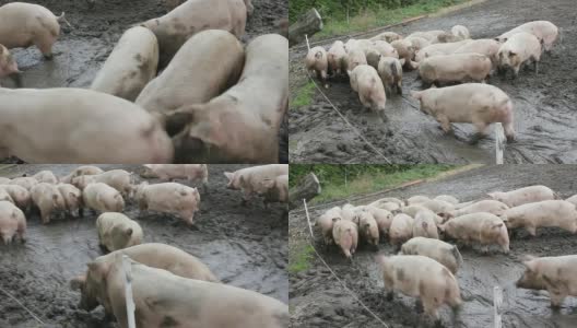 农场里的猪。高清在线视频素材下载