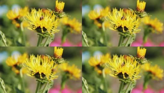一只蜜蜂在黄花上采集花蜜高清在线视频素材下载
