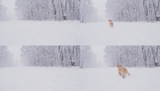 慢动作小狗在雪地里奔跑高清在线视频素材下载