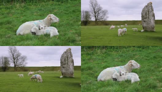 英国埃夫伯里的绵羊高清在线视频素材下载