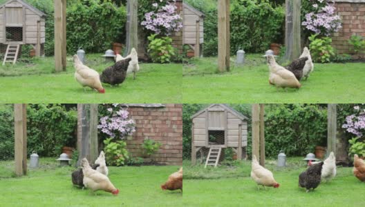 自由放养的鸡…高清在线视频素材下载