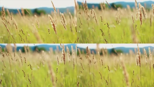 夏日鲜花盛开的草地高清在线视频素材下载