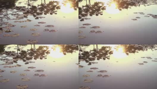 太阳和水上莲花4K高清在线视频素材下载