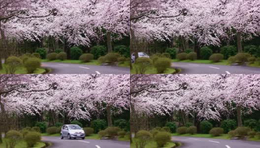 樱花拱门- 4k -高清在线视频素材下载