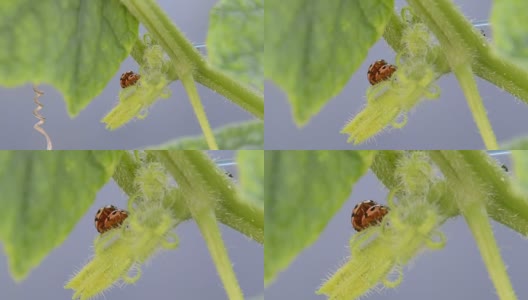 Leaf-feeding瓢虫高清在线视频素材下载