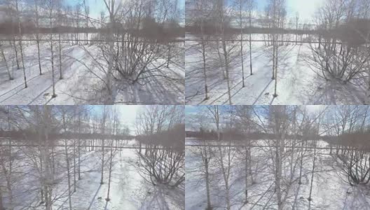 桦树在冬季鸟瞰图高清在线视频素材下载