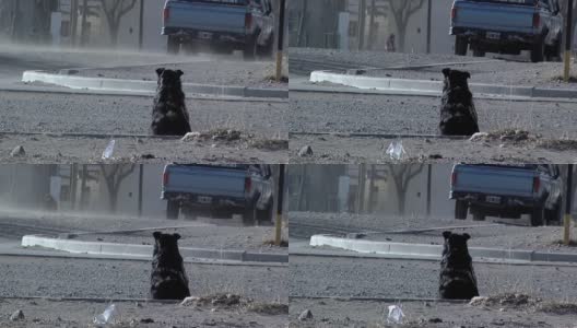 在阿根廷Jujuy省的Tilcara，一只黑狗坐在一条肮脏的街道上。高清在线视频素材下载
