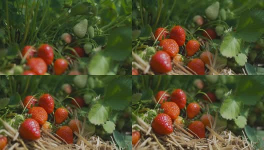 草莓在地里成熟了，可以收割了高清在线视频素材下载
