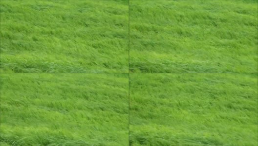 田野里充满活力的绿色草吹在强风的镜头高清在线视频素材下载