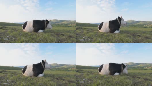 兹拉蒂博尔山上放养的奶牛休息高清在线视频素材下载
