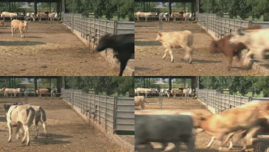 牛从牧场回到围场高清在线视频素材下载