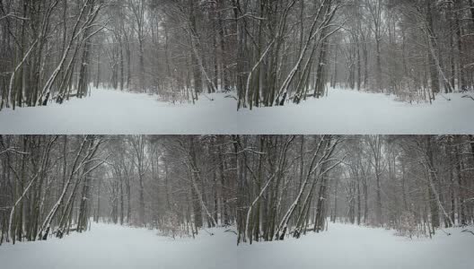冬天有雪的森林高清在线视频素材下载
