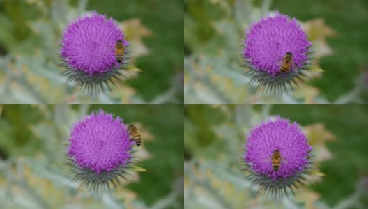 花和蜜蜂高清在线视频素材下载