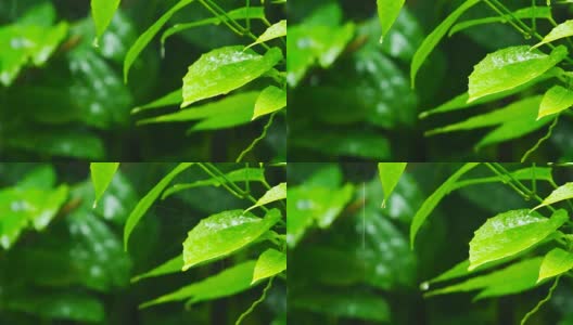 在泰国清迈省的绿植上下雨高清在线视频素材下载
