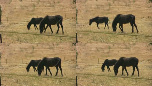 黑色的马(高清)高清在线视频素材下载