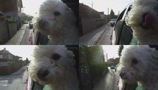 一只狗把头伸出行驶中的汽车高清在线视频素材下载